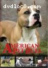 American Pit Bull