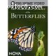 Incredible Journey of the Butterflies, The
