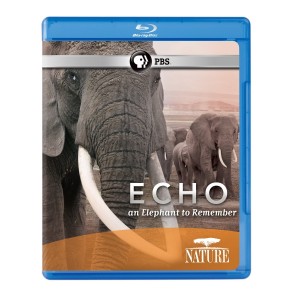 Echo: An Elephant to Remember (Nature) [Blu-ray] Cover